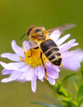 Honeybees